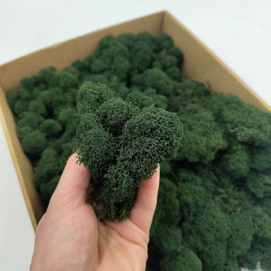 Reindeer Moss Finnish Cleaned Dark Green 50g Net
