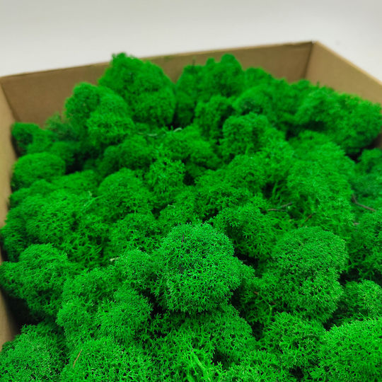 Mușchi de Ren Curat Finlandez Verde 50g Net