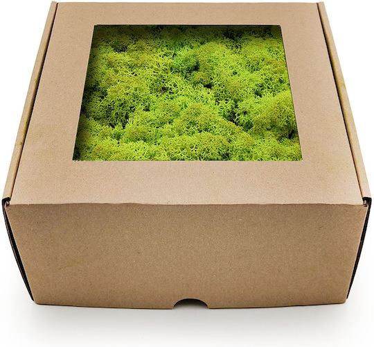Moos Rentiermoos Norwegen Frühling Grün 250g Netto
