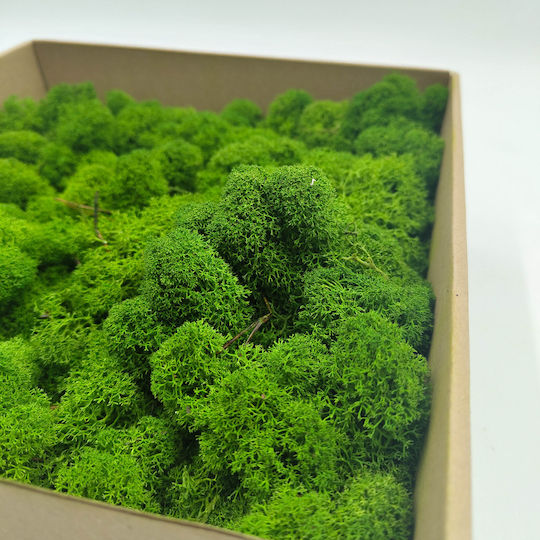 Moss Reindeer Lichen Finnish Cleaned Forest Green 500g Net