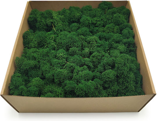 Reindeer Moss Finnish Cleaned Bottle Green 50g Net