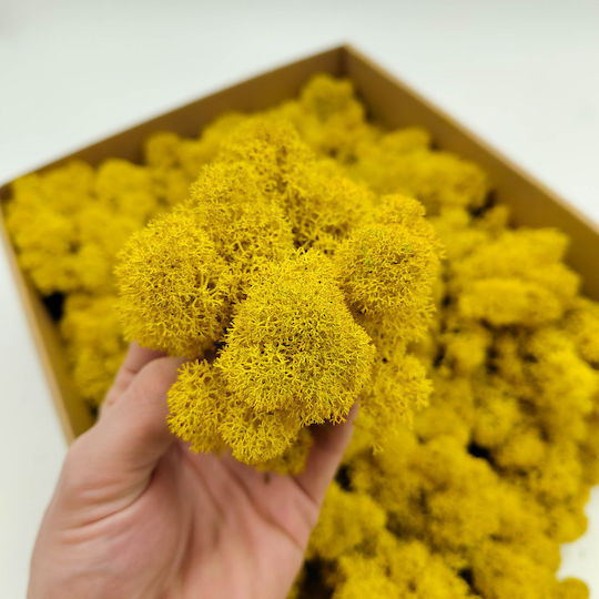 Reindeer Moss Finnish Cleaned Yellow 250g Net