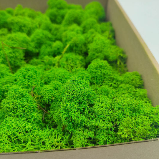 Reindeer Moss Finnish Cleaned Summer Green 250g Net