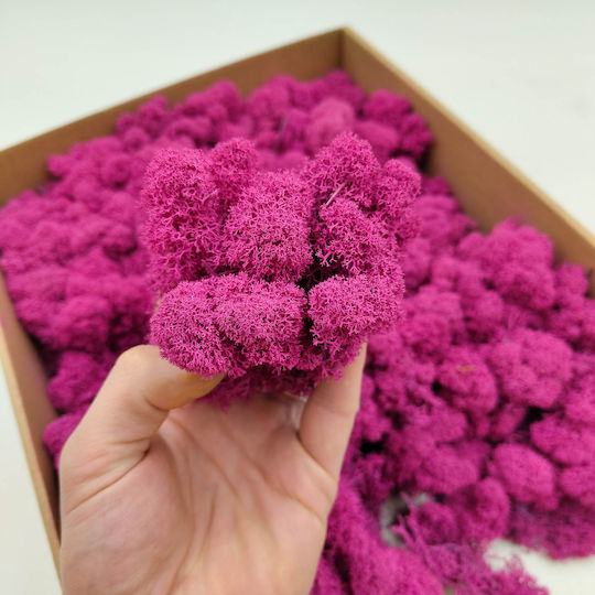 Reindeer Moss Finnish Cleaned Fuchsia 250g Net