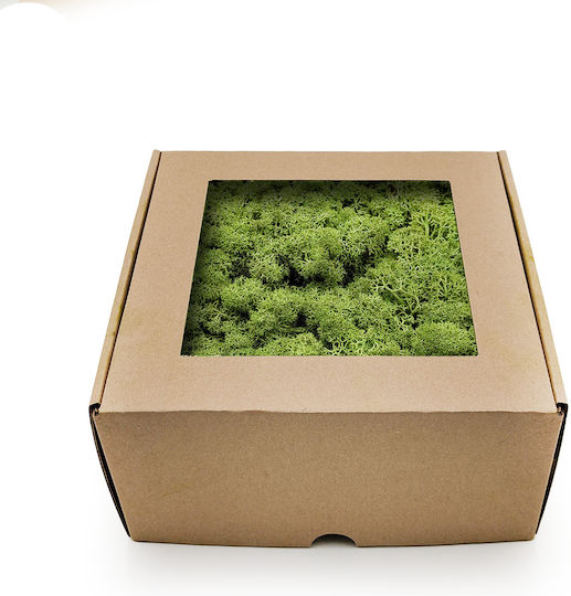 Reindeer Moss Lichen Norway Medium Green 50g Net
