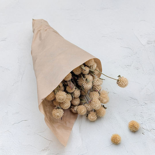 Dried Globe Amaranth Globe Everlasting White