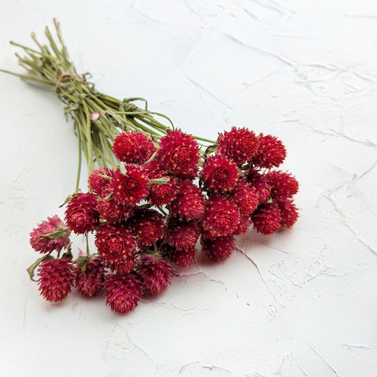 Dried Globe Amaranth Bouquet Globe Everlasting Red