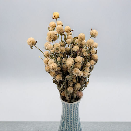 Dried Globe Amaranth Globe Everlasting White