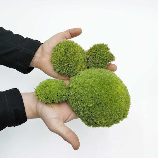 Moss Cushion Light Green Natural 0.062m² 40x15cm France