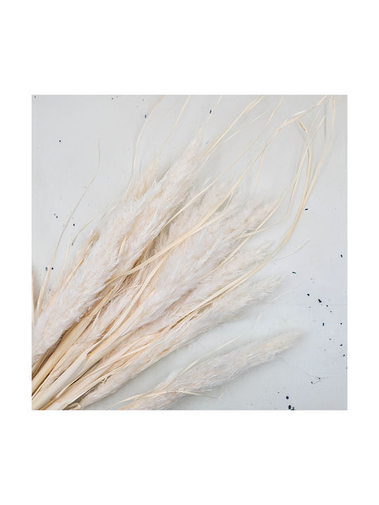 Mini Pampas Grass Bleached 10 Pcs