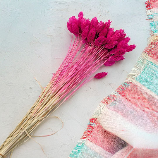 Dried Phalaris Canary Canary Grass Fuchsia