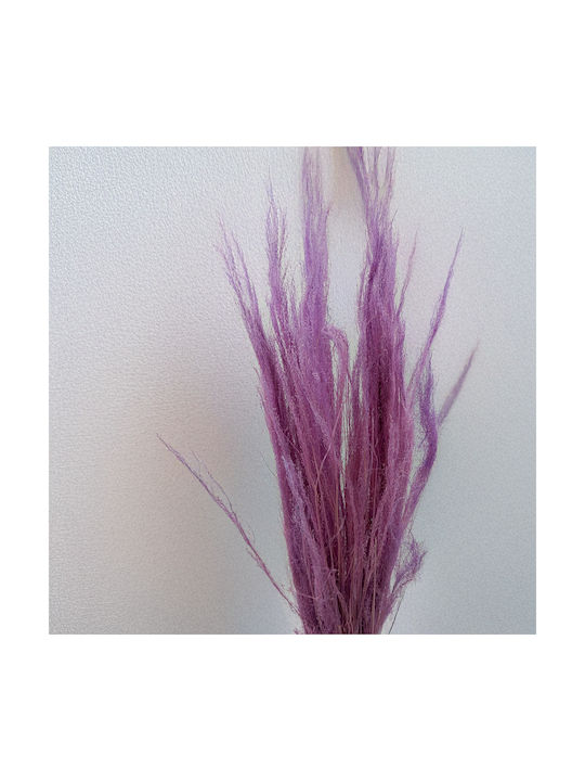 Getrocknetes Besen-Agrostis Gras Flieder