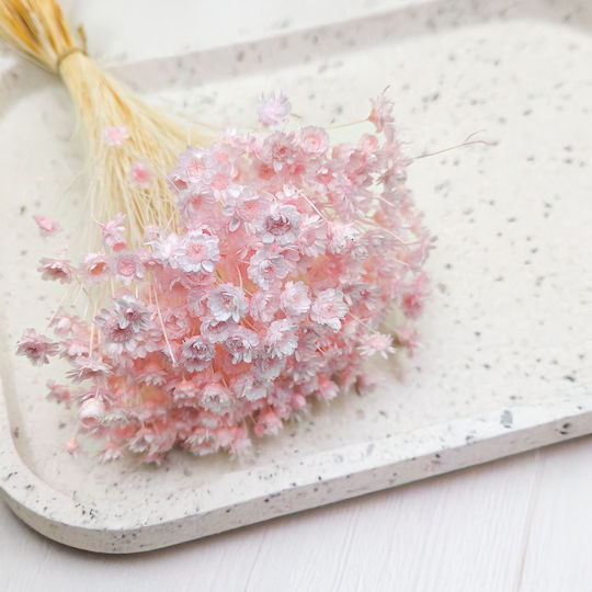 Glixia Getrocknete Gliksja Comanthera Licht Rosa