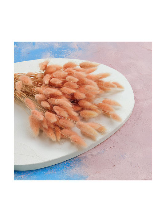 Dried Lagurus Oval Hare's-tail Salmon