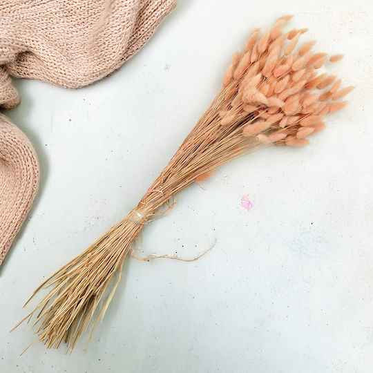 Dried Lagurus Oval Hare's-tail Salmon