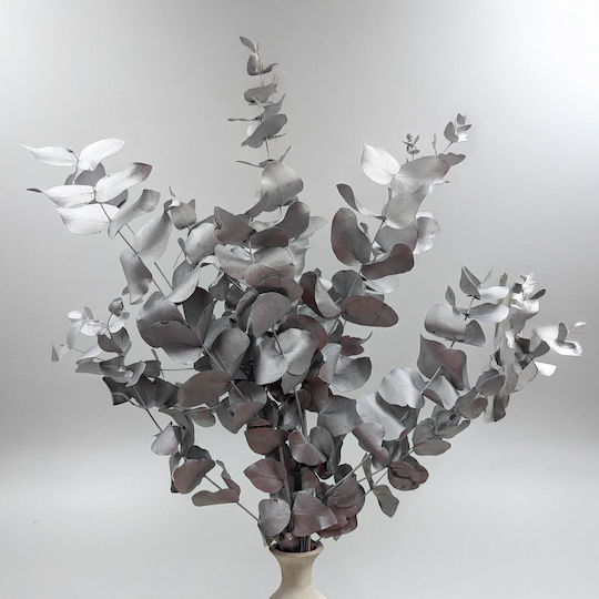 Stabilisierter Eukalyptus Cinerea Silber