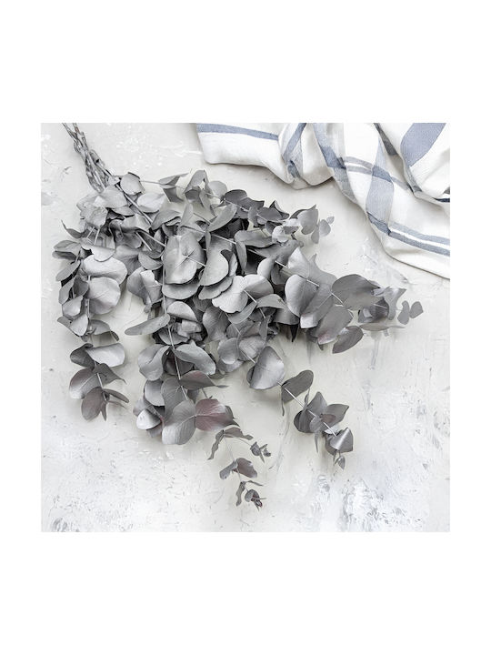 Stabilized Eucalyptus Cinerea Silver