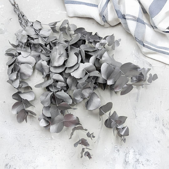 Stabilisierter Eukalyptus Cinerea Silber