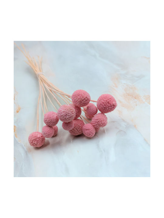Getrockneter Craspedia Craspedia Extra Rosa Blumenstrauß 15 Stück