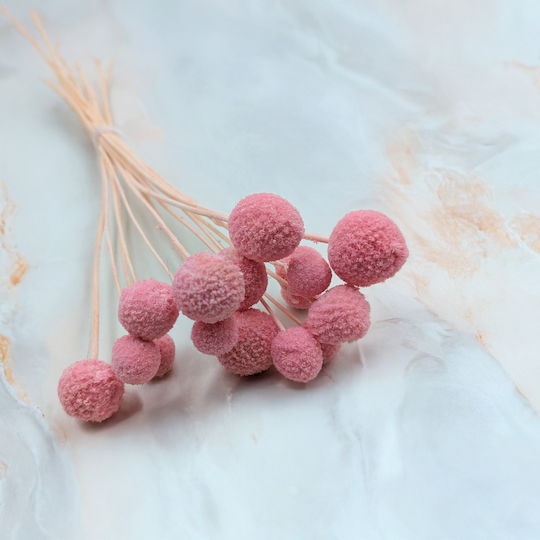 Dried Craspedia Craspedia Extra Pink Bouquet 15 Pcs