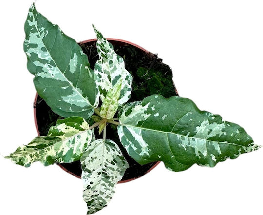 Φίκος Ficus Snowstorm