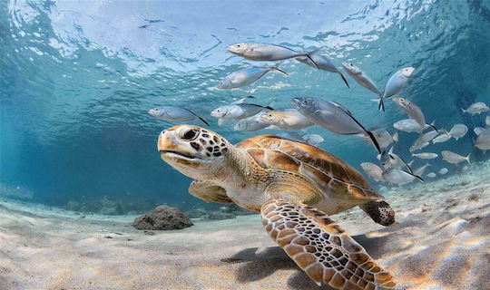 Dimcol Πατάκι Μπάνιου Sea Turtle 261