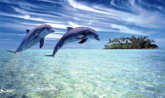 Dimcol Rutschfest Badematte Synthetisch,Polyester/Cotton/Leather Rechteckig Dolphins 260 33463065004 Colorful 60x100cm