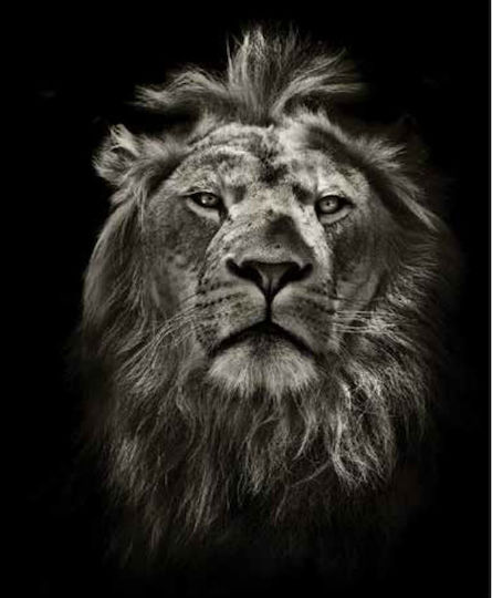Anartisi Rolete Geam Semi-Blackout Lion P100xY100cm E404 Culoare Negru