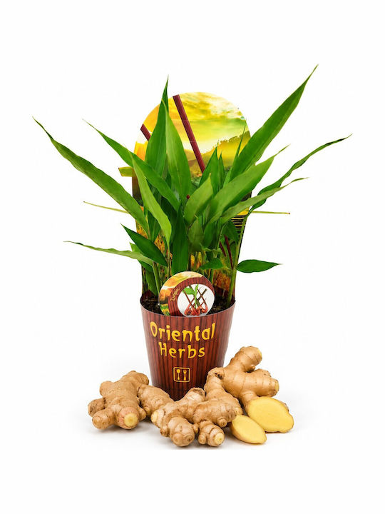 Тайландски Джинджифил Alpinia Galanga – 12 см