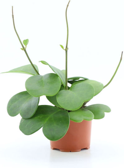 Hoya Hoya
