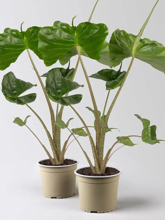 Alocasia Macrorrhiza Stingray
