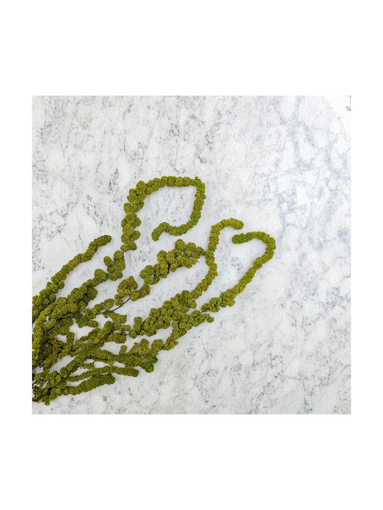 Amaranth Sferic Stabilizat Amaranth Verde Deschis
