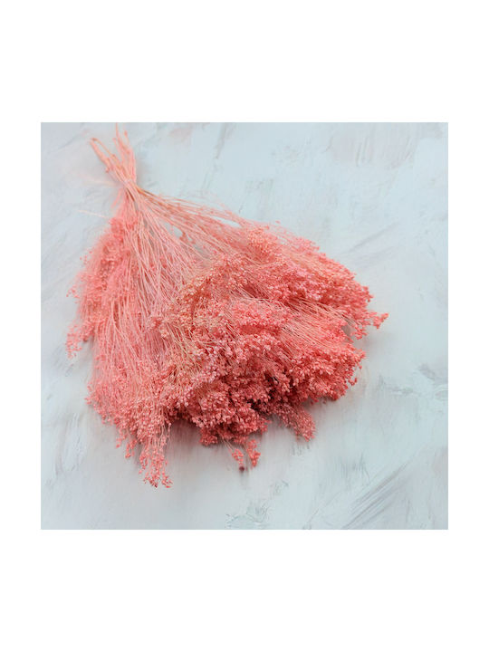 Dried Broom Bloom Gorse Salmon Pink