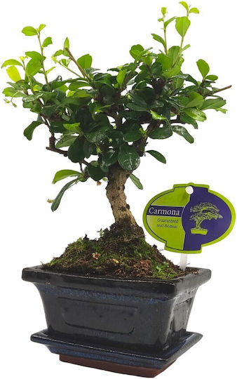 Αυθεντικό Bonsai Carmona Baby