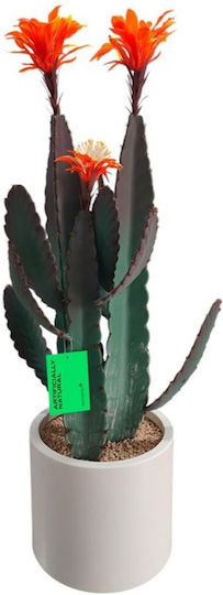 Cactus Supergreens