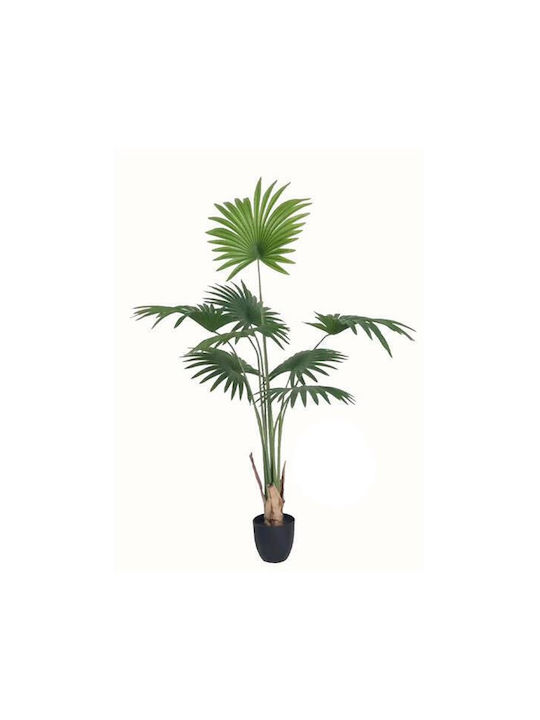 Outdoor Palm Tree