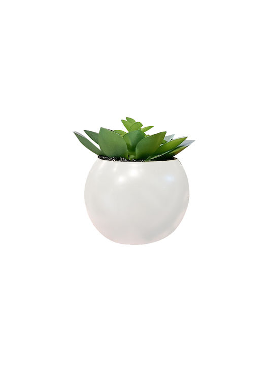 Plantă Suculentă În Ghiveci 13cm 145000