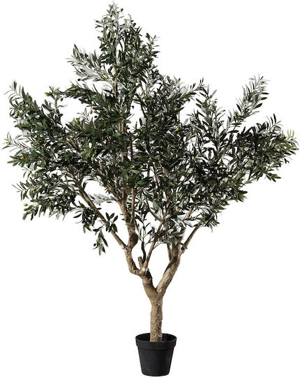 Ελιά Εξωτερικού Χώρου 250cm Supergreens