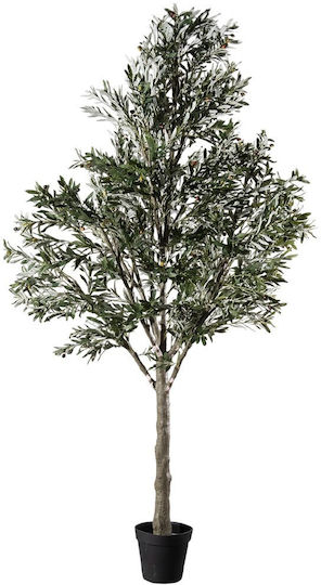 Ελιά Εξωτερικού Χώρου 310cm Supergreens