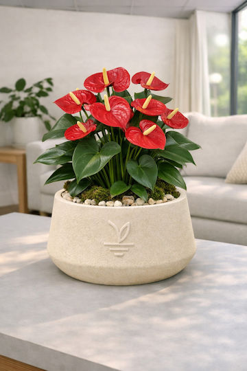 Stewehome Dekorative Topfpflasche aus Beton Kaktus Sukkulenten Bonsai Creme 15x10 cm