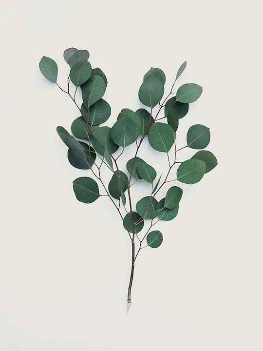 Poster Eucalyptus Pst25204 40cm X 50cm Λευκή Ξύλινη Κορνίζα-61772pd156383f55310