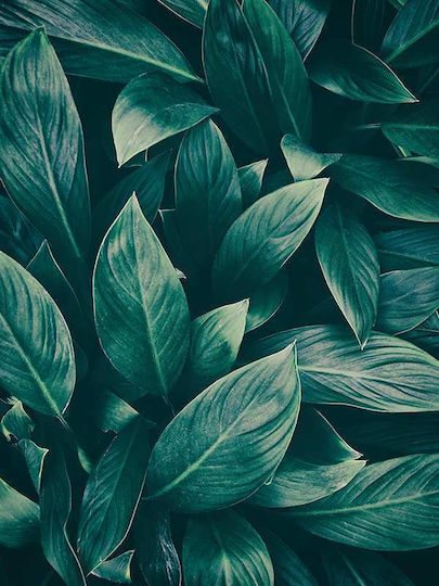 Poster Green Leaves Pst25149 40cm X 50cm Κορνίζα Καφέ Ξύλου 60691pd156428f63322