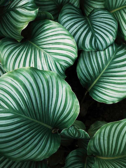 Poster Monstera Leaves Pst25203 40cm X 50cm Κορνίζα Καφέ Ξύλου 61773pd156384f63322