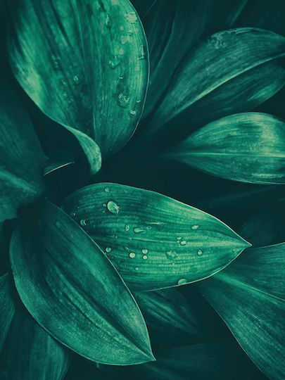 Poster Water Drop On Green Leaves Pst25151 40cm X 50cm Λευκή Ξύλινη Κορνίζα-60686pd156426f55310