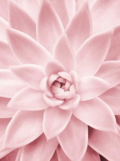Poster Pink Flower Pst25210 40cm X 50cm Κορνίζα Φυσικό Ξύλου Μπεζ 61775pd156377f55316