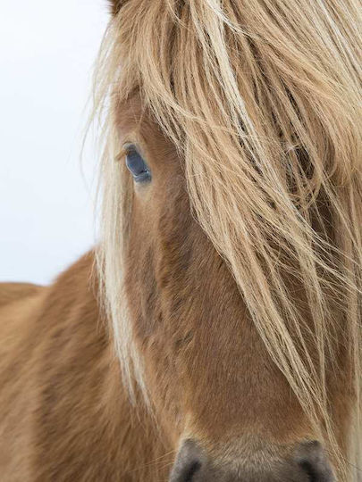 Poster Horse Pst2599 40cm X 50cm Μαύρη Ξύλινη Κορνίζα-60602pd156446f55321