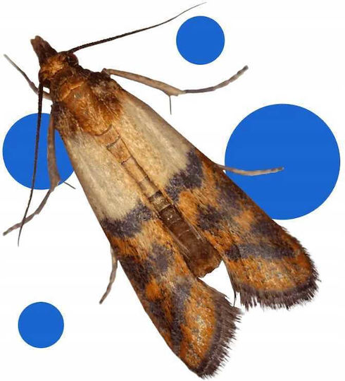 Bros Wardrobe & Drawer for Moth / Wasps