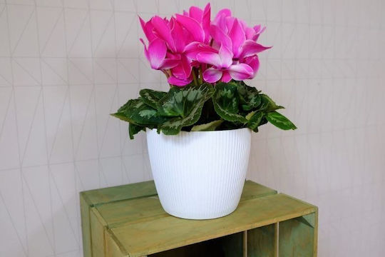 Lamela Topf Kunststoff 30cm.