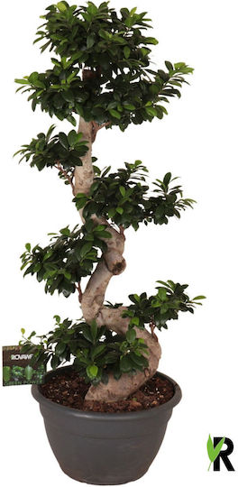 Бонсай Ficus Microcarpa Ginseng Бонсай 8-Вид Xxxl Бонсай Ficus Microcarpa Ginseng Бонсай 8-Вид Xxxl