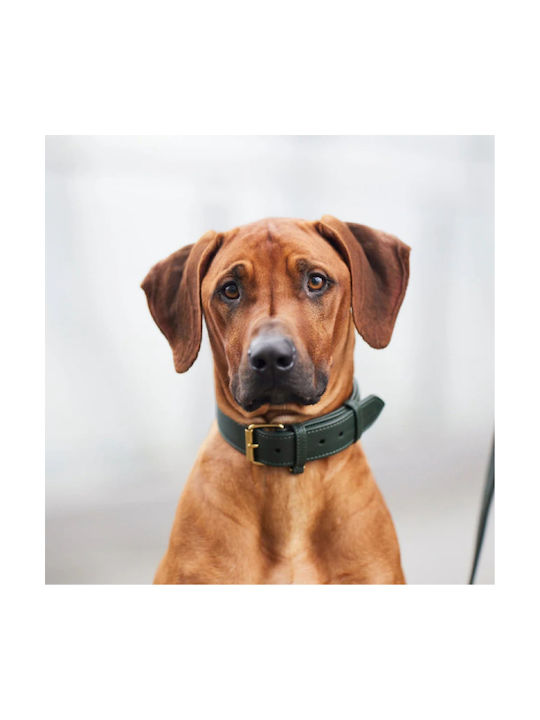 William Walker Leather Dog Collar Green Plain Collection XXLarge 56cm